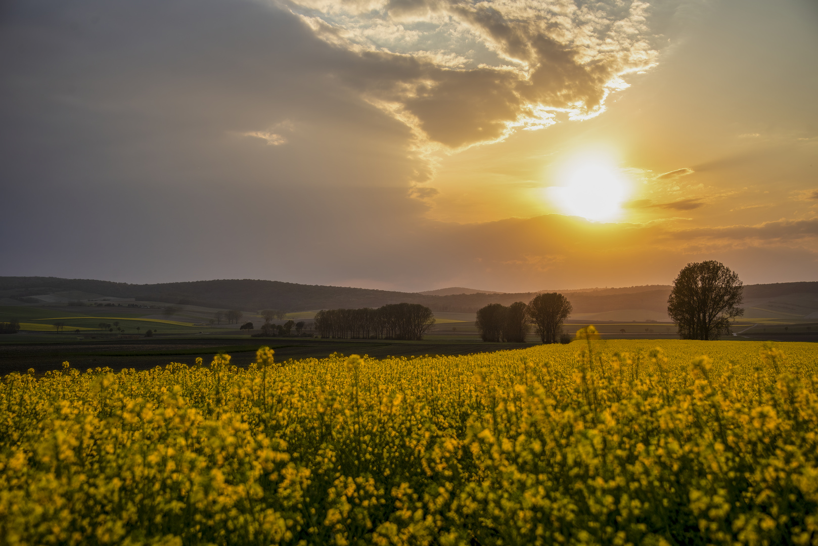 Raps im Licht der Abendsonne