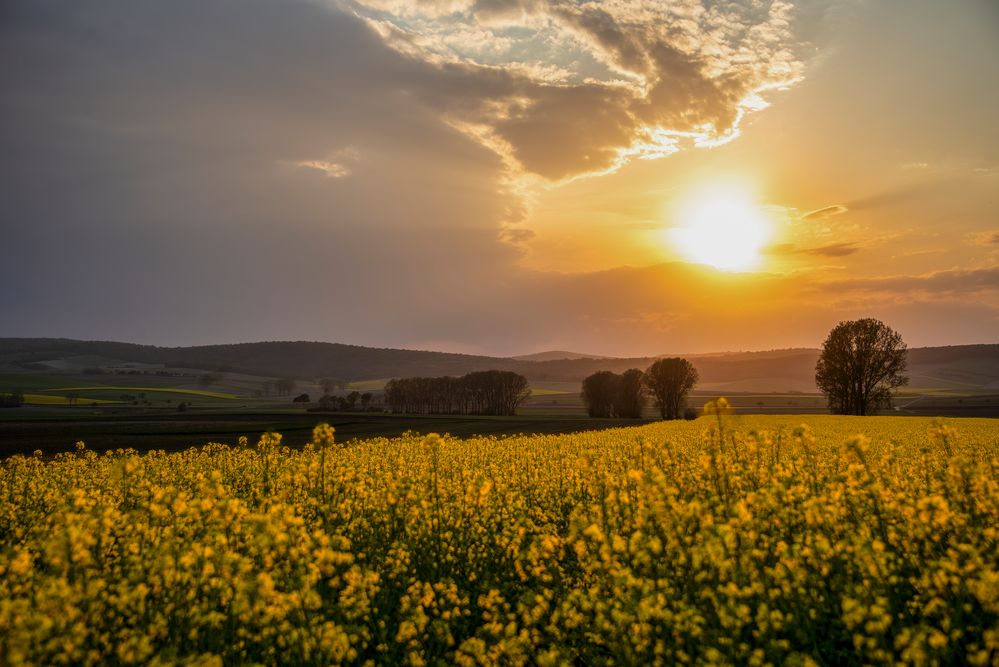 Raps im Licht der Abendsonne