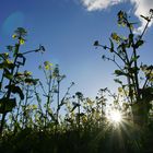 Raps im Lichtspiel