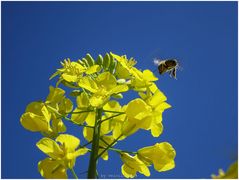 Raps im Mittags-Anflug