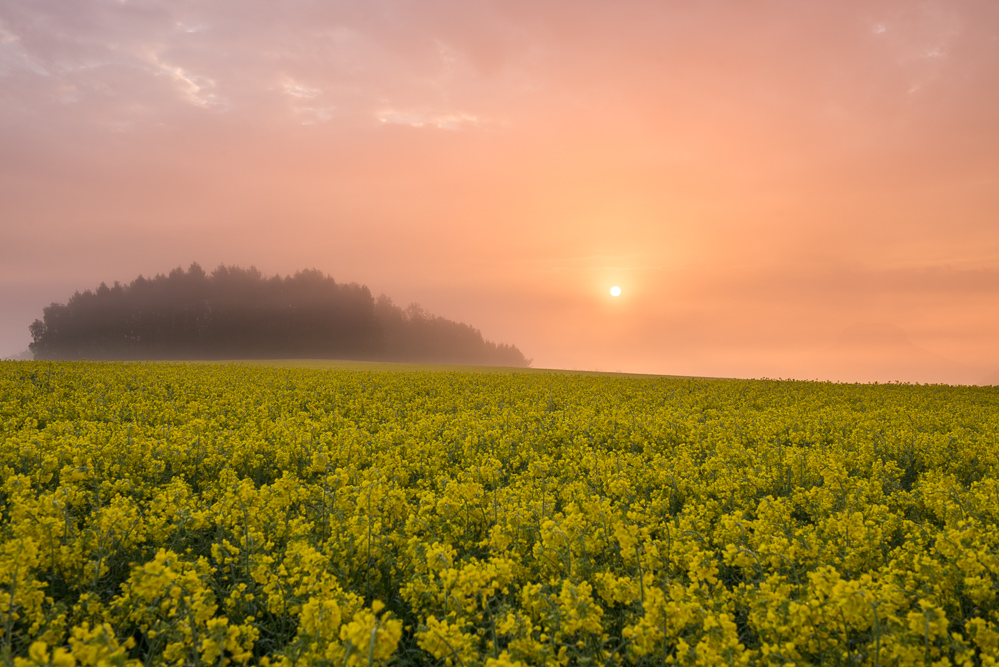 Raps im Morgenlicht