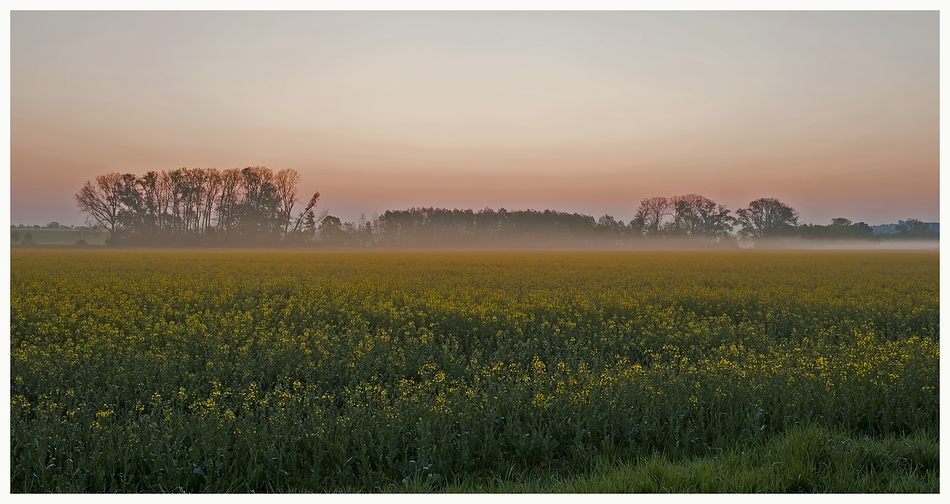 Raps im Morgennebel