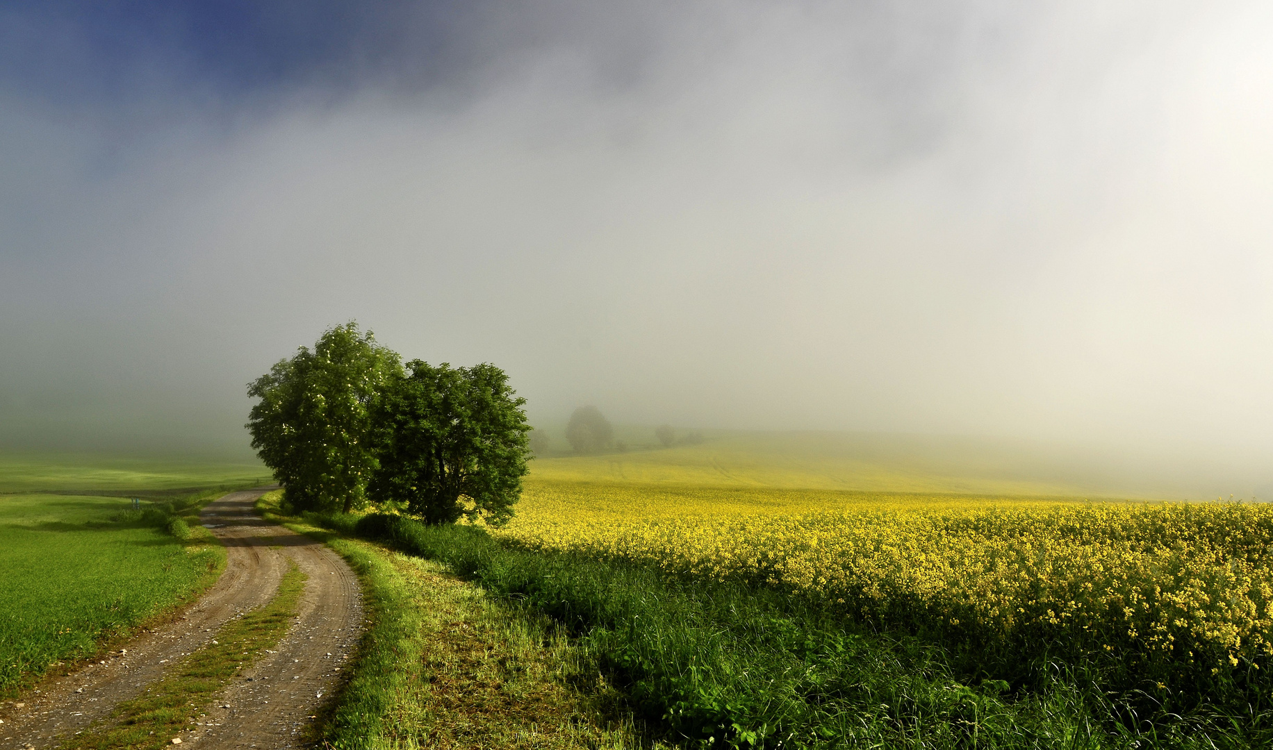 Raps im Morgennebel