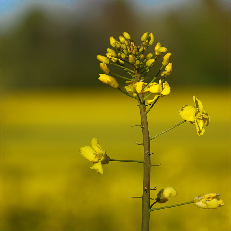 Raps im Rapsfeld