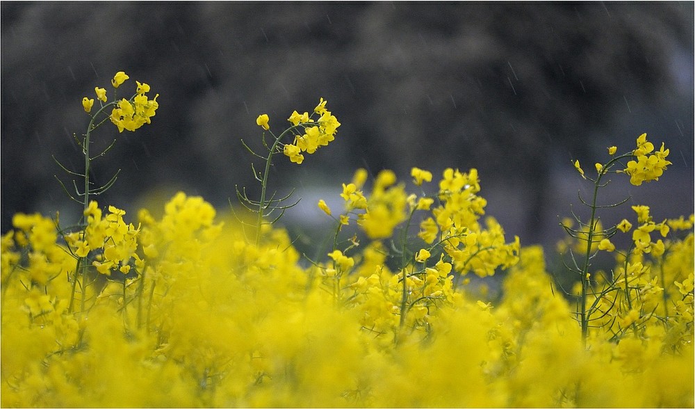 Raps im Regen