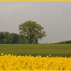 Raps im Regen