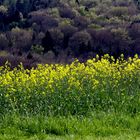 Raps im Reichenbachtal