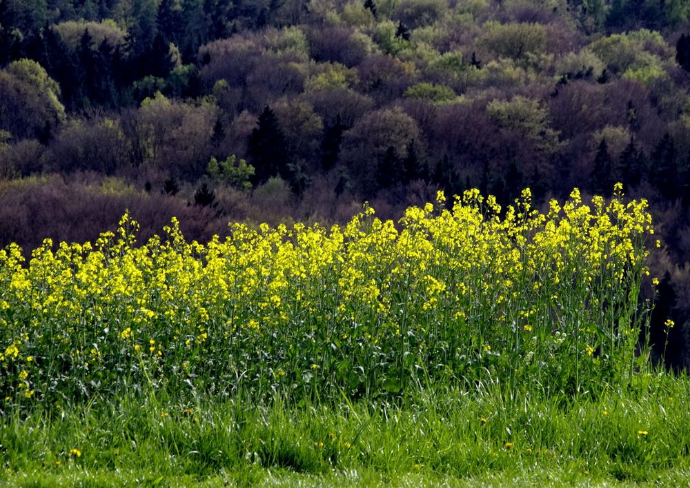 Raps im Reichenbachtal