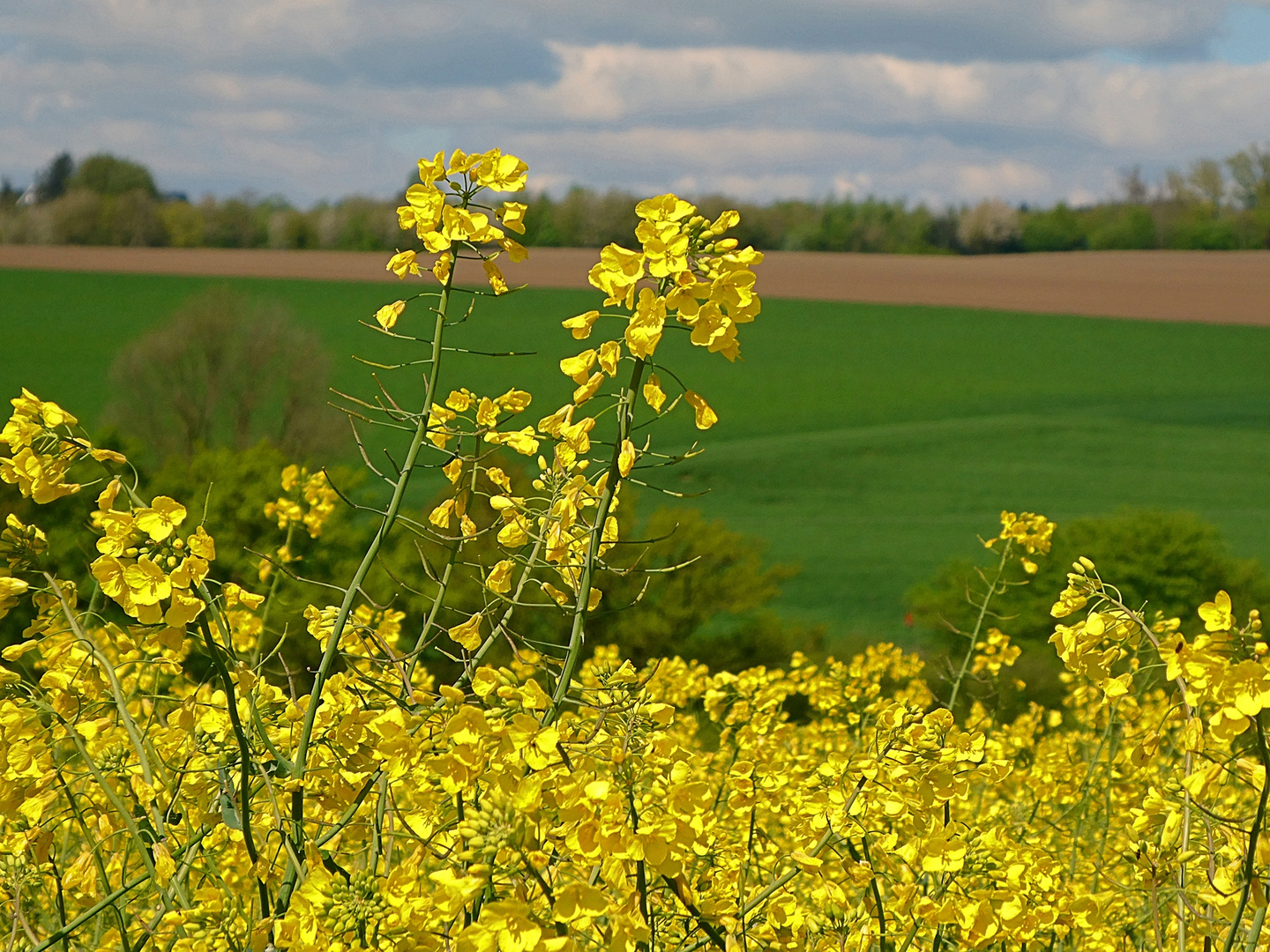 Raps im Sonnenlicht