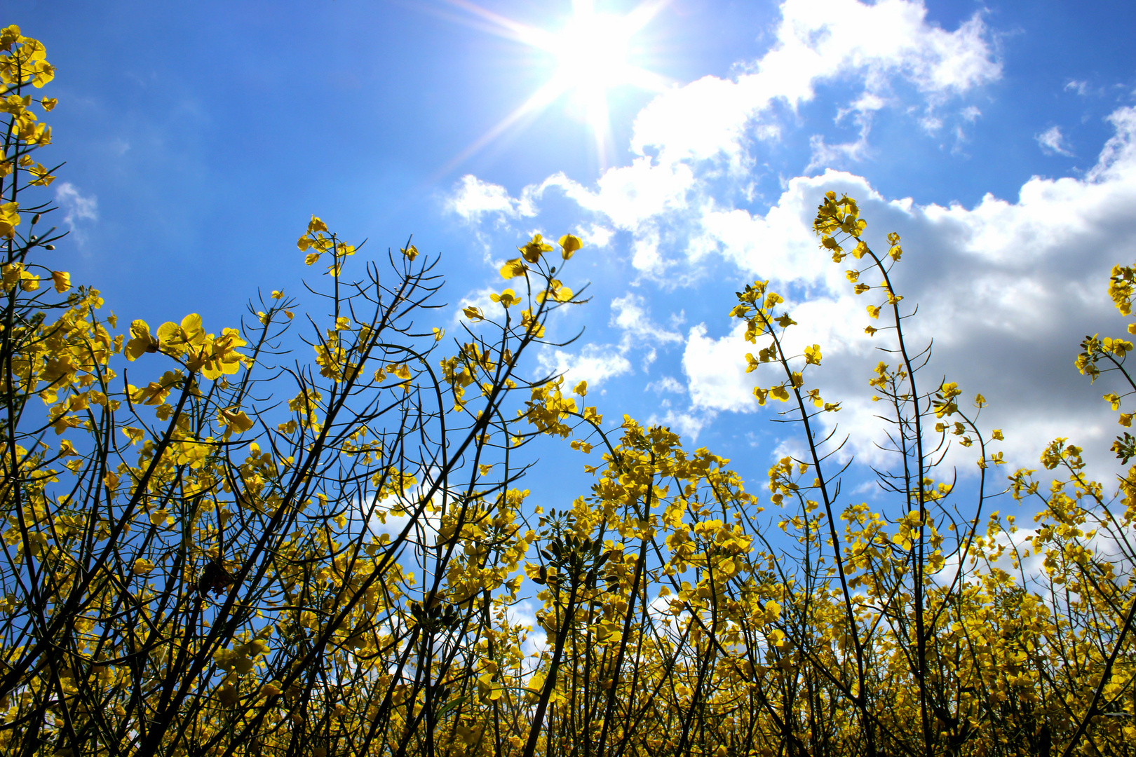 Raps im Sonnenschein