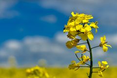 Raps im Sonnenschein