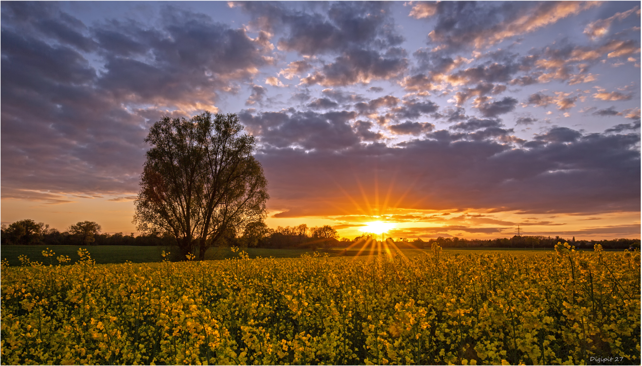 Raps im Sonnenuntergang