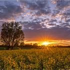 Raps im Sonnenuntergang