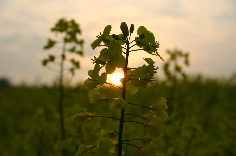 Raps im Sonnenuntergang