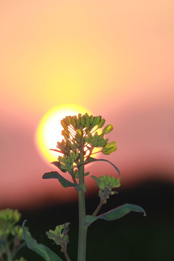 Raps im Sonnenuntergang