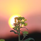 Raps im Sonnenuntergang