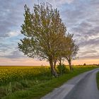 Raps im Sonnenuntergang - Morsum Sylt