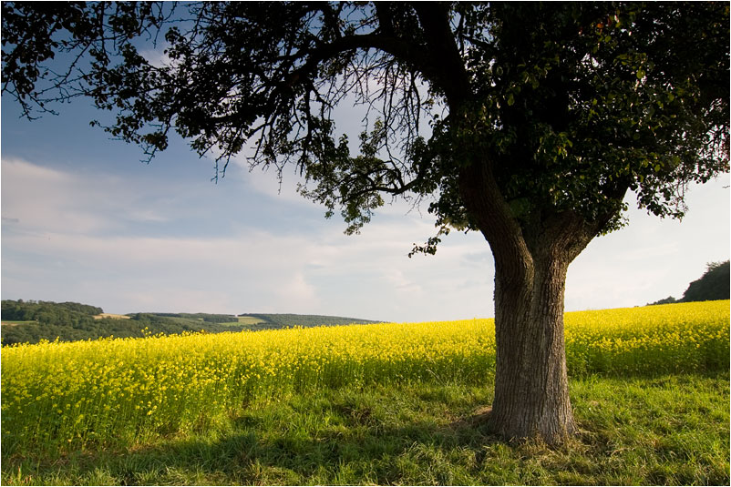 Raps im Spätsommer