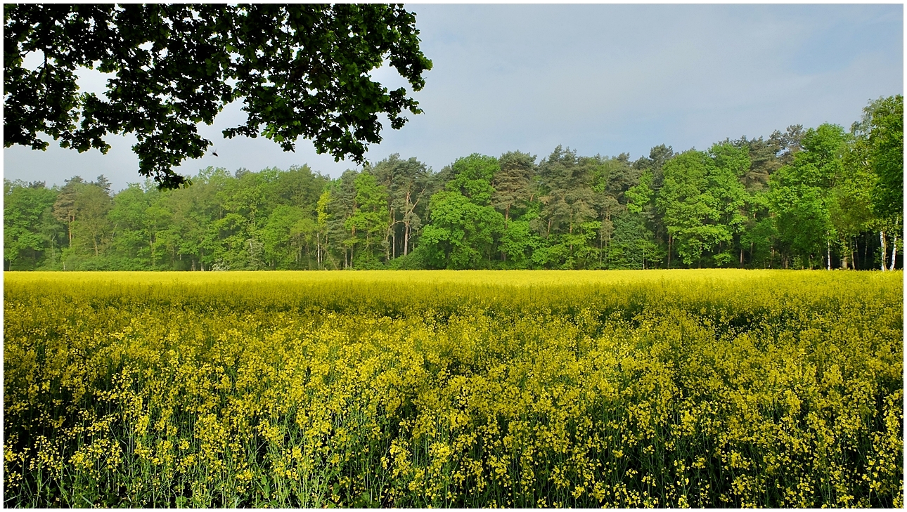 Raps im Wald