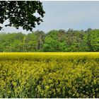 Raps im Wald