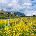 Raps im Weinberg Südtirol Kaltern April 23