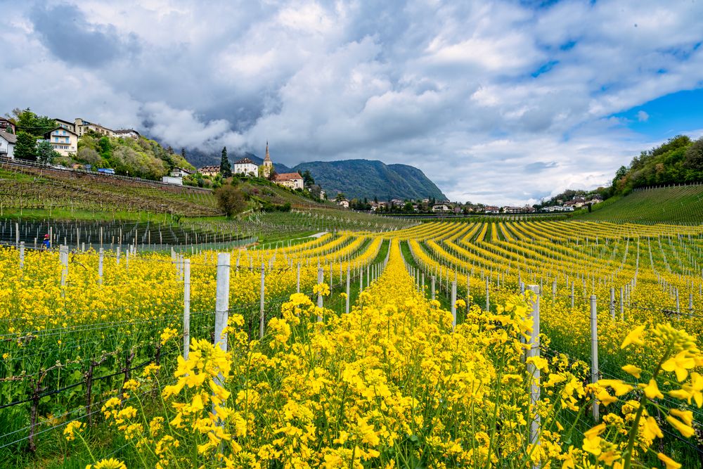 Raps im Weinberg Südtirol Kaltern April 23