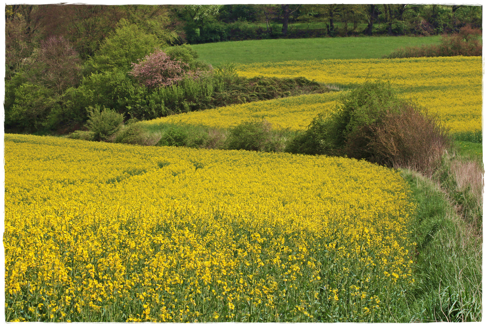 Raps Impressionen