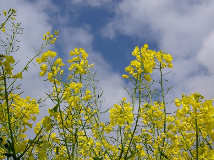 Raps in Blüte