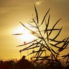 Raps in der Abendsonne