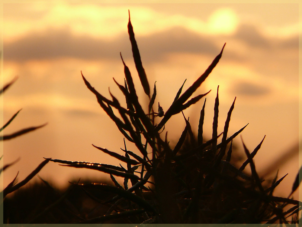 Raps in der Abendsonne