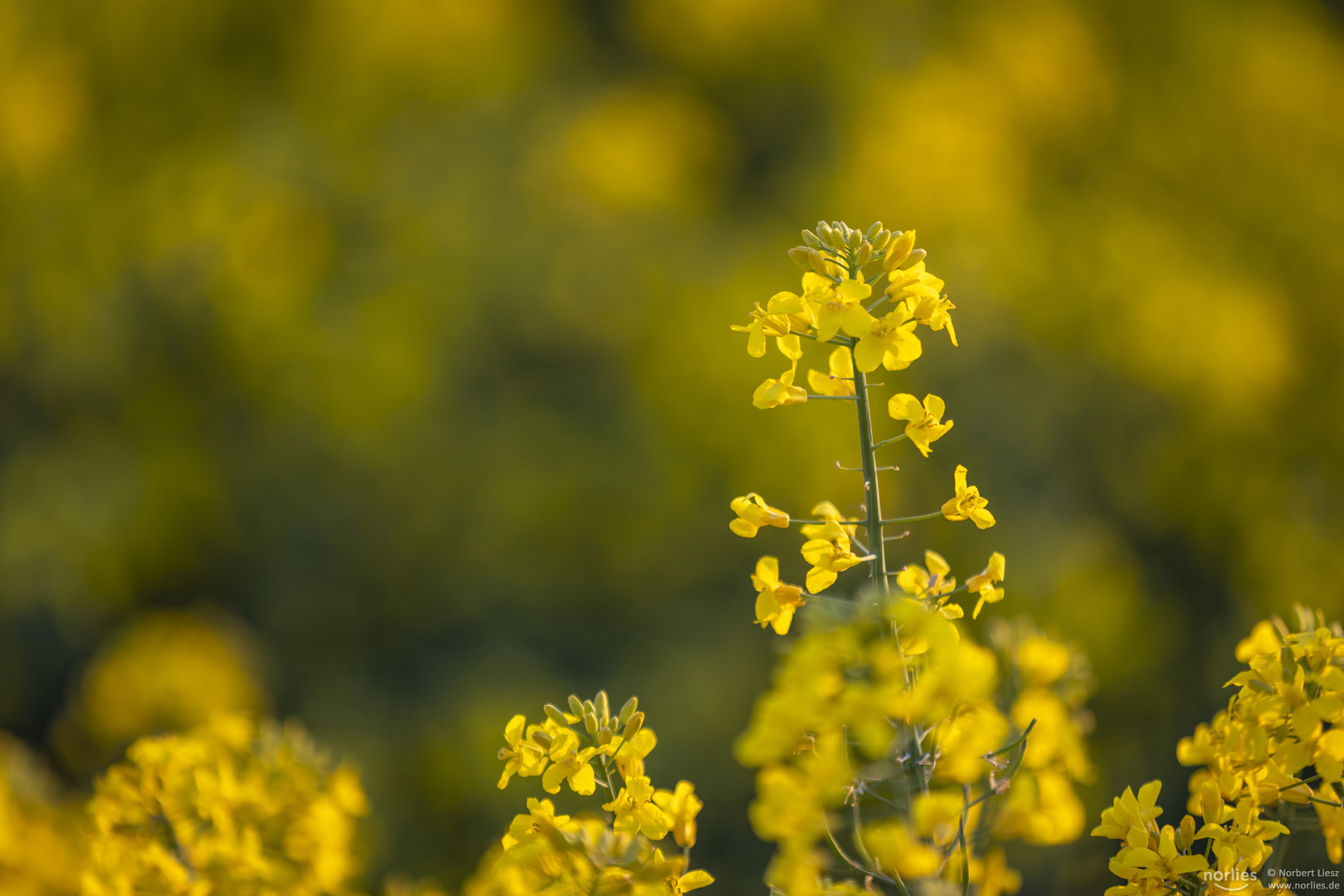 Raps in der Blüte