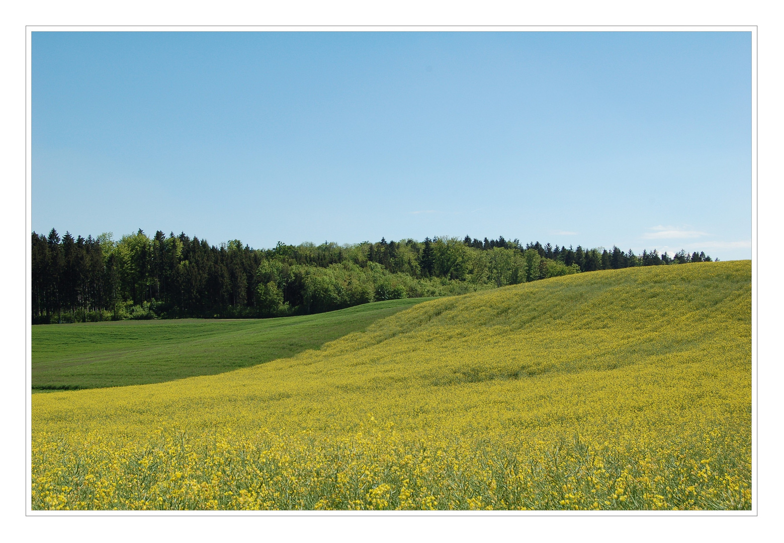 Raps in der Blüte.