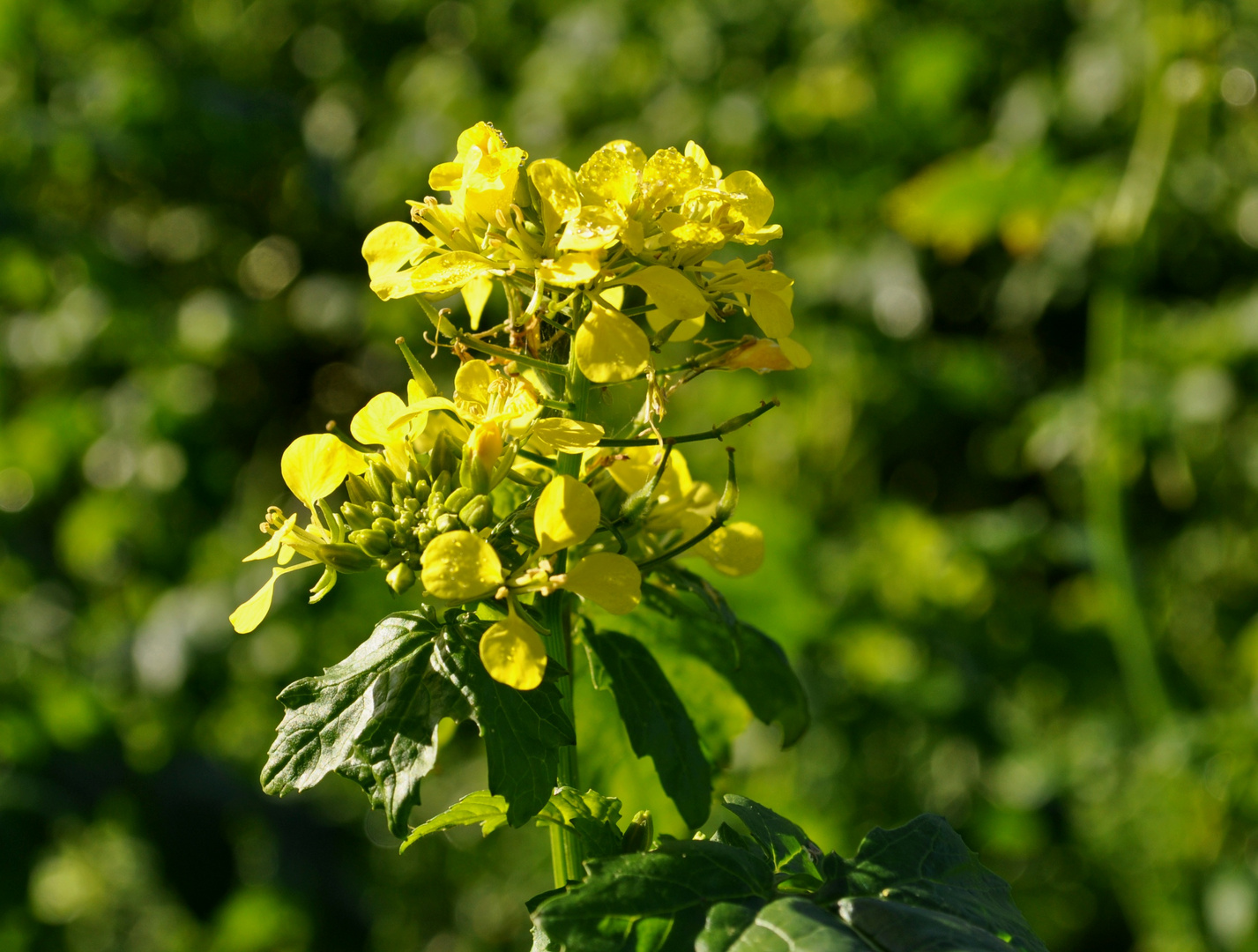 Raps in der Coesfelder Heide