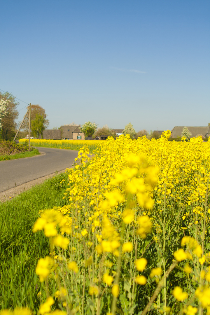 Raps in der Hetter (Niederrhein)