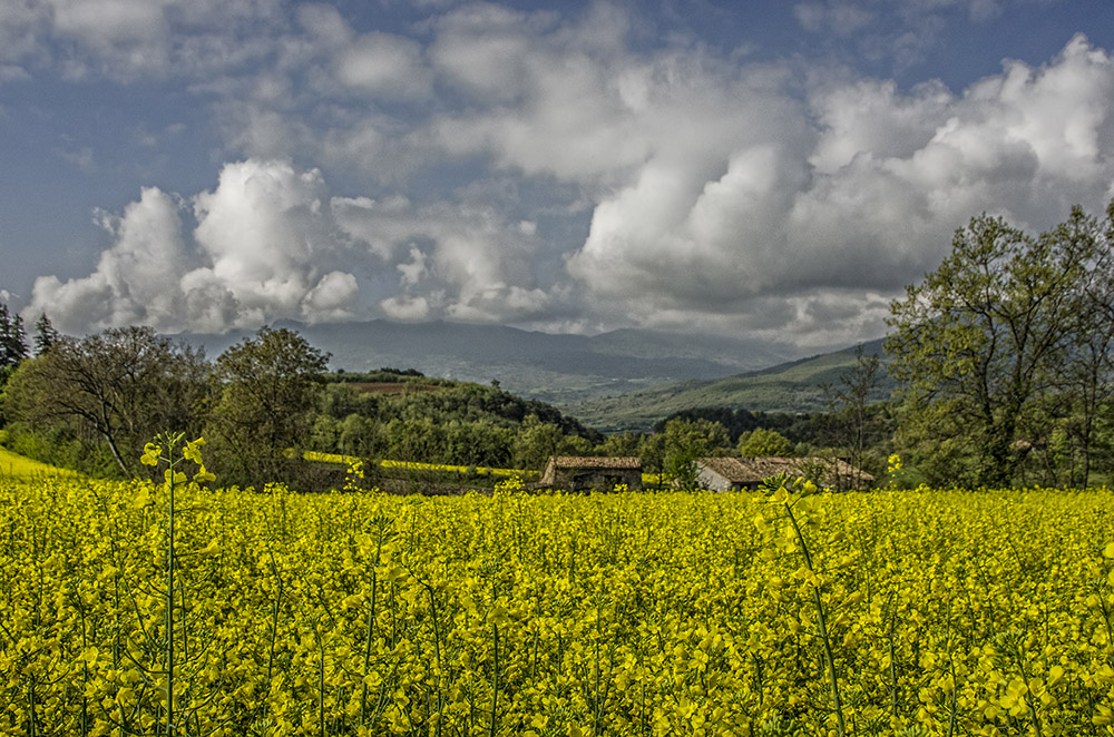 Raps in der Provence