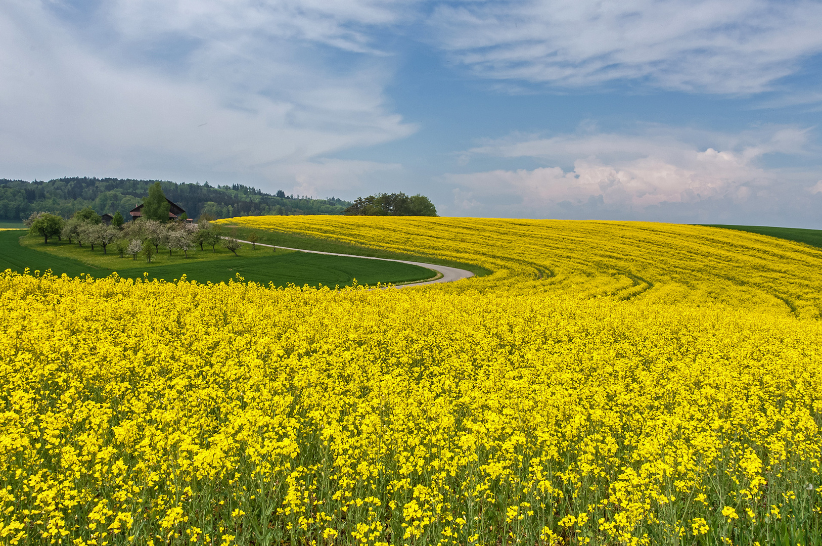 Raps in Hülle und Fülle