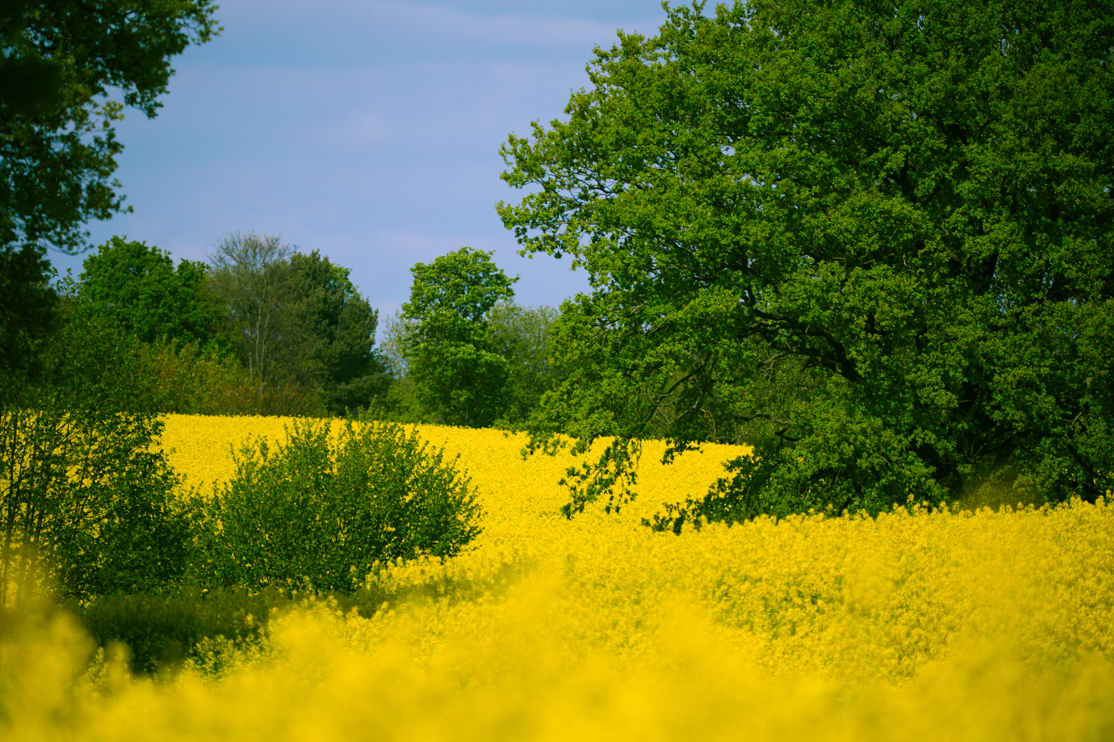 Raps in Schleswig - Holstein