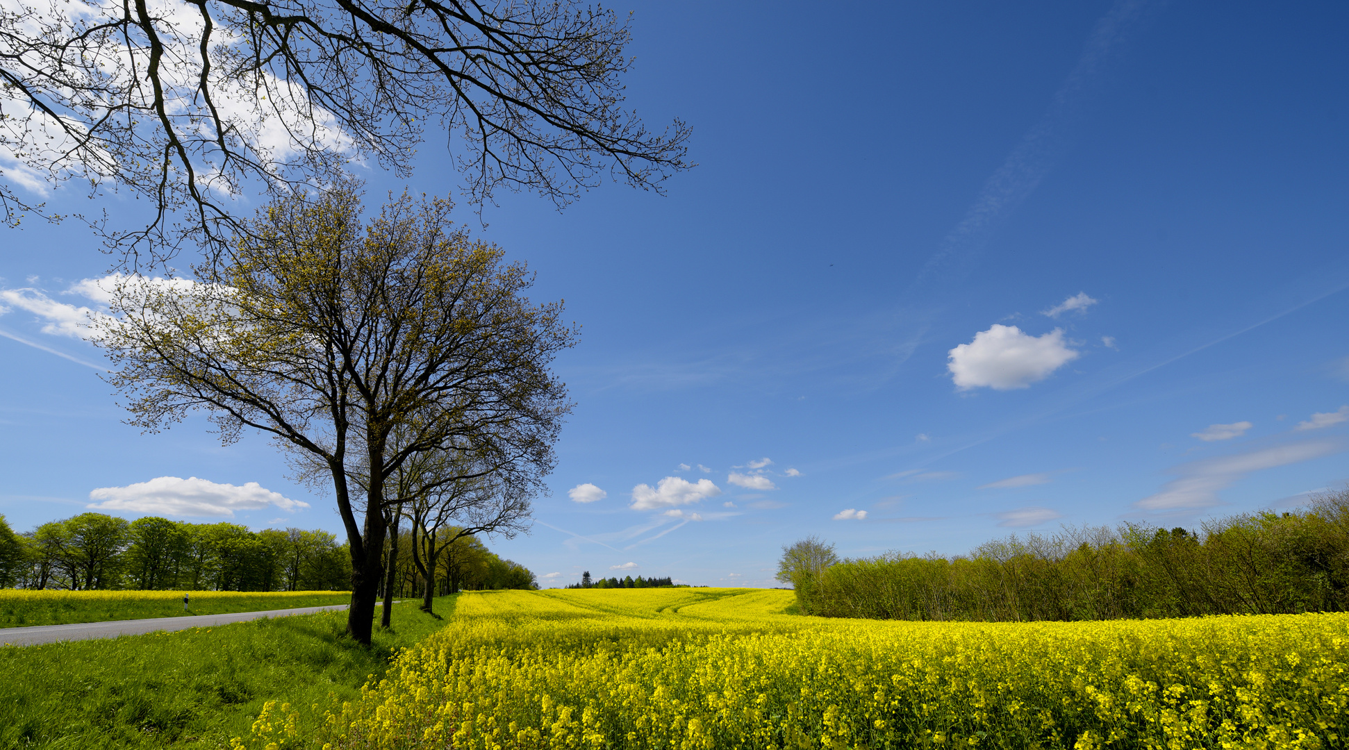 Raps in Schleswig-Holstein