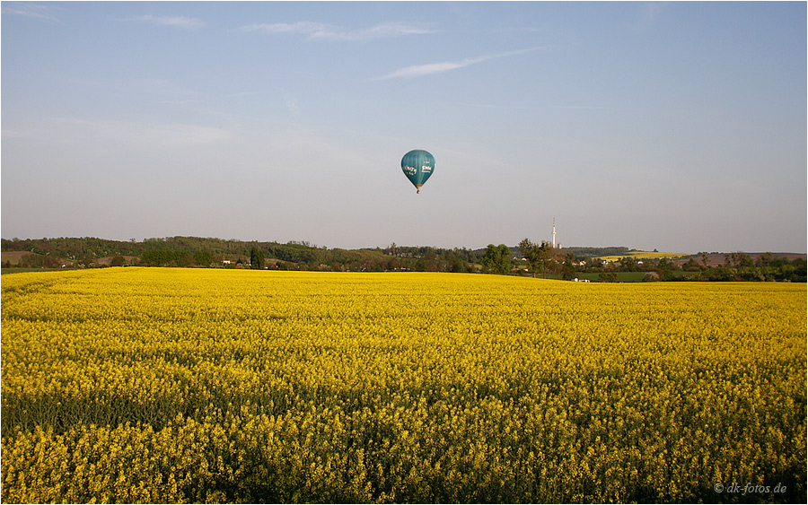 Raps in seiner Blüte