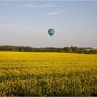 Raps in seiner Blüte