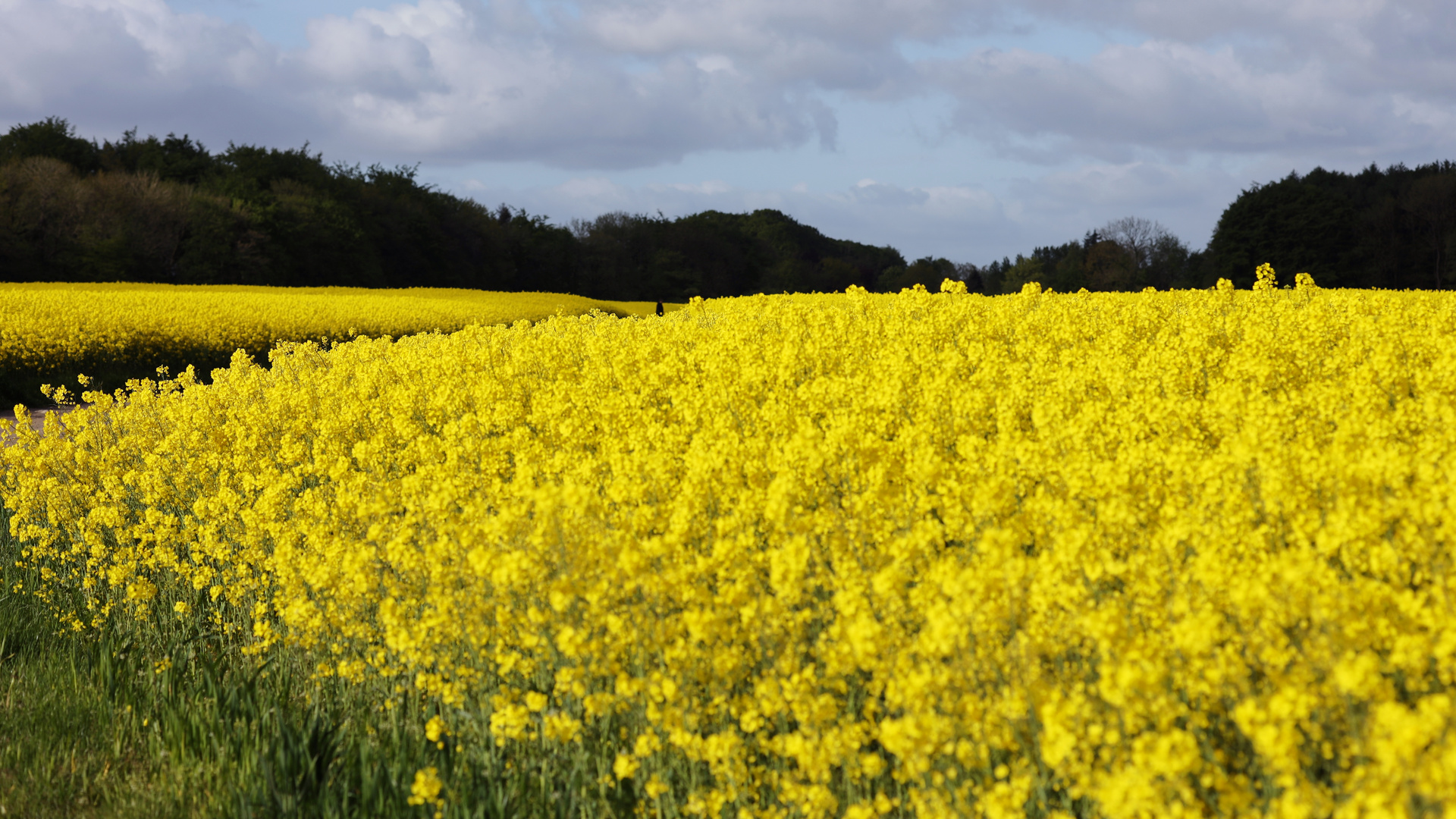 Raps in seiner vollen Pracht