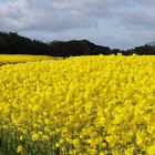 Raps in seiner vollen Pracht