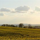 Raps in Thüringen