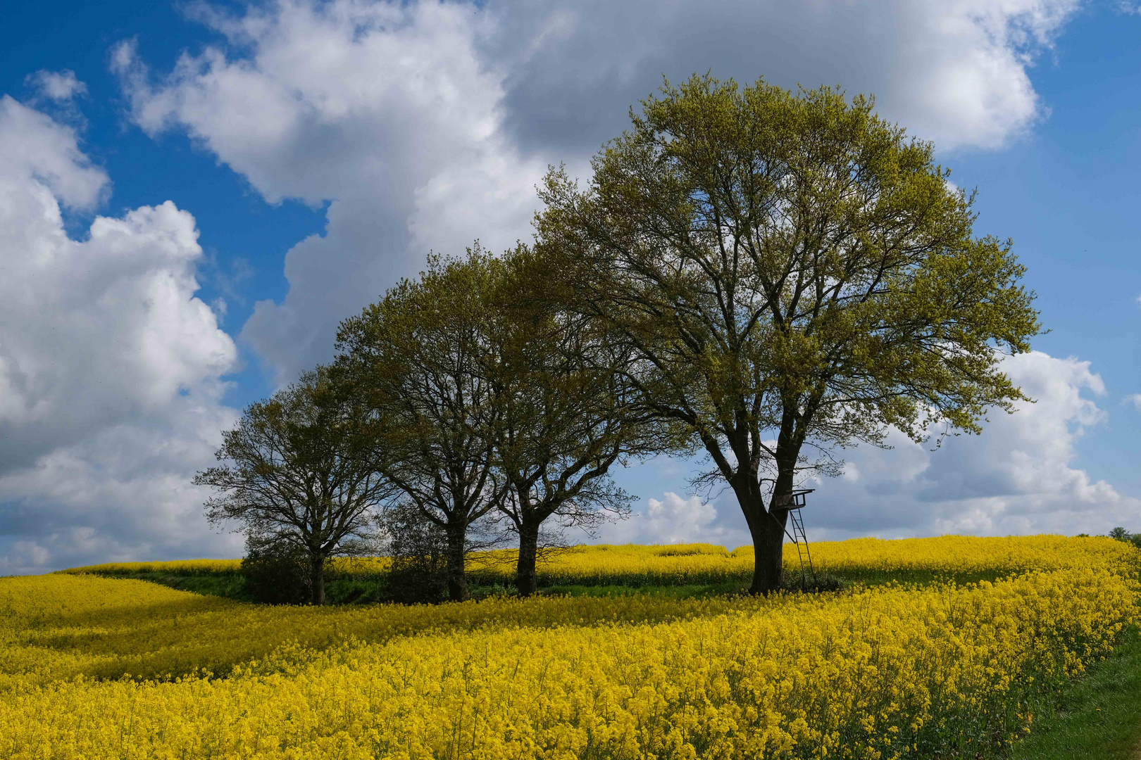 Raps in voller Blüte.