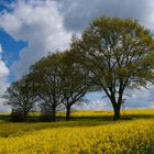 Raps in voller Blüte.