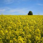 Raps in voller BLÜTE