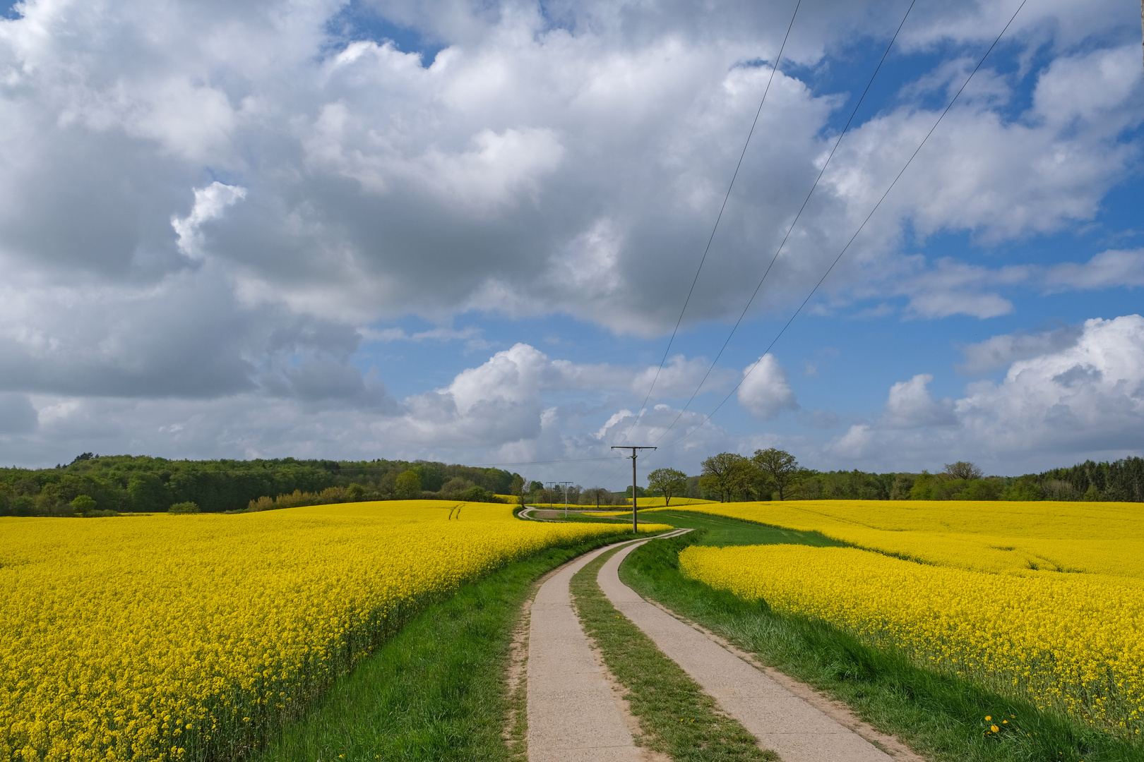 Raps  in voller Blüte