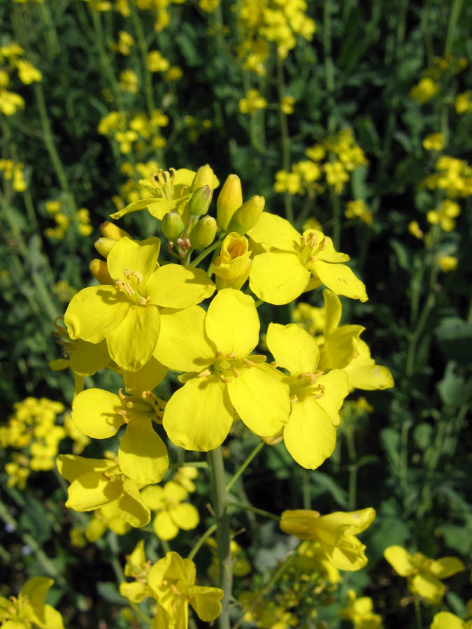 Raps in voller Blüte