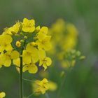 Raps in voller Blüte