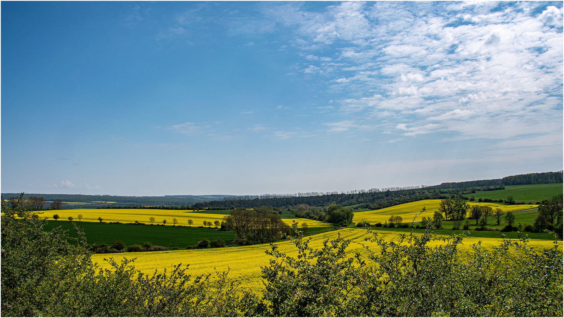 Raps in voller Blüte